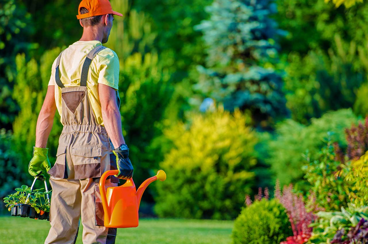 Leaves Should Be Shredded Before Used as Mulch