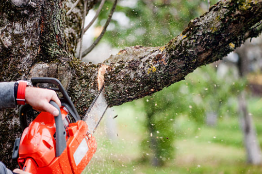 Tree Trimming Services Austin Texas